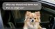 Why-you-should-not-leave-your-Pets-in-a-hot-car