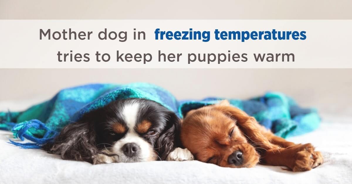 how warm does it need to be for puppies