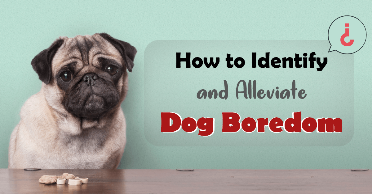 How to Identify and Alleviate Dog Boredom