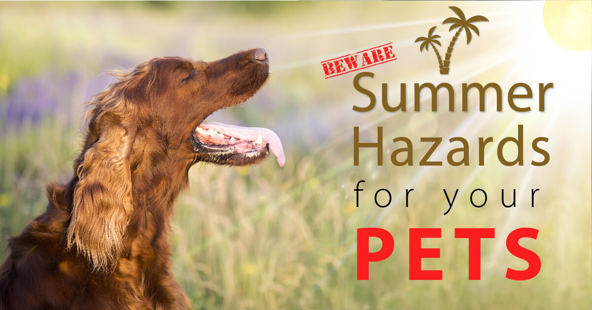 Summer-Hazards-for-Your-Dog