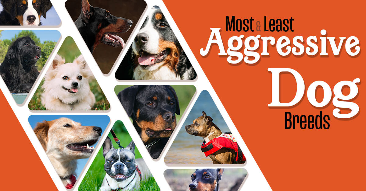least aggressive dog breeds