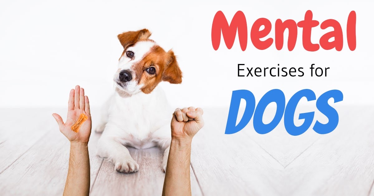 Dogs need mental stimulation too – not only physical exercise! - The Light  Of Dog