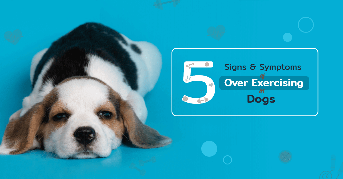 Signs of Over Exercising in Dogs