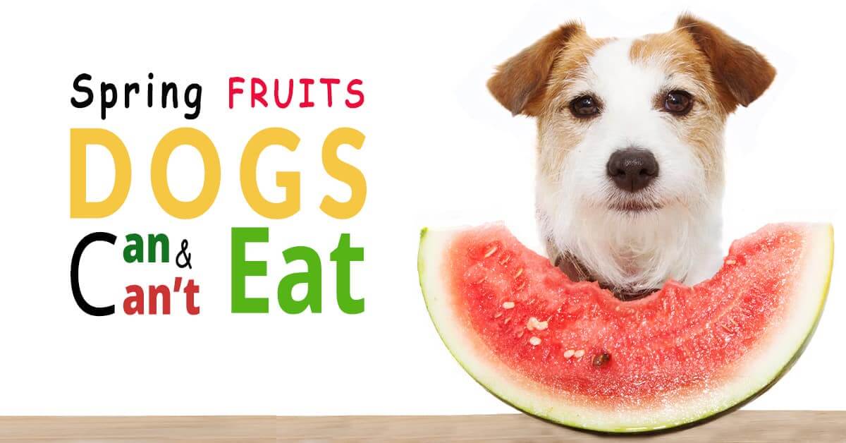 spring fruits for dogs