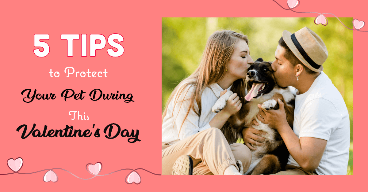 Protect-Your-Pet-During-This-Valentine