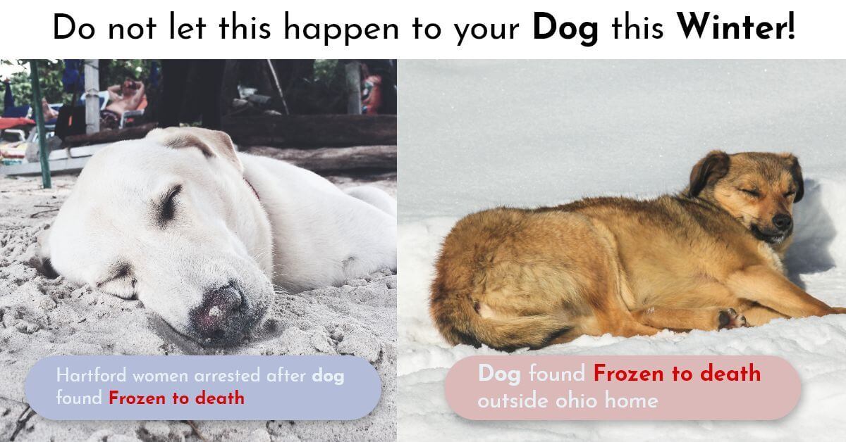 Dogs are dying | Do not let this happen to your Dog this winter