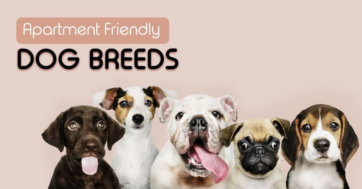 Apartment-Friendly-Dog-breeds