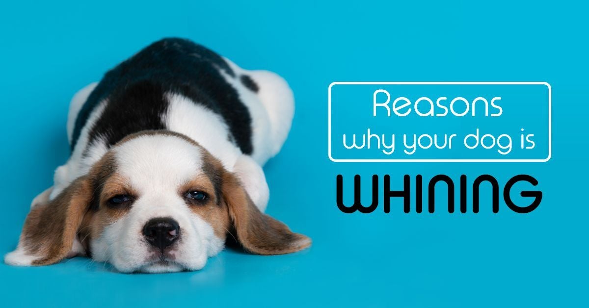 Reasons-why-your-dog-is-whining