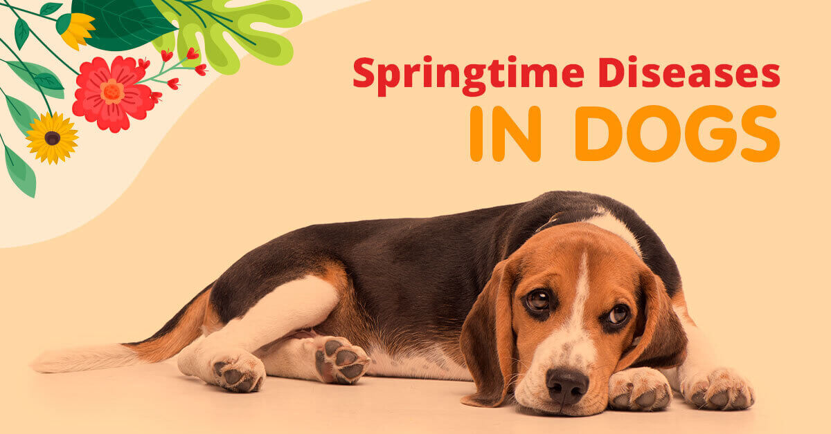 Springtime diseases