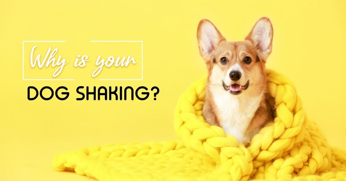 Why-is-your-Dog-Shaking