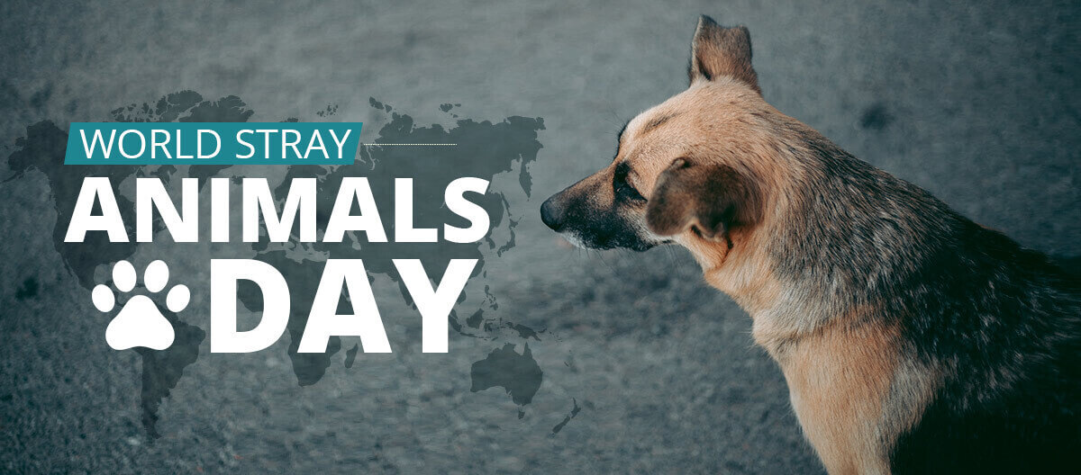 World Stray Animals Day - 2021 | Stray dog | Blog | Waggle