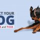 Dog_fleas_and_ticks