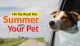 hit-the-road-thi-summer-with-the-dog