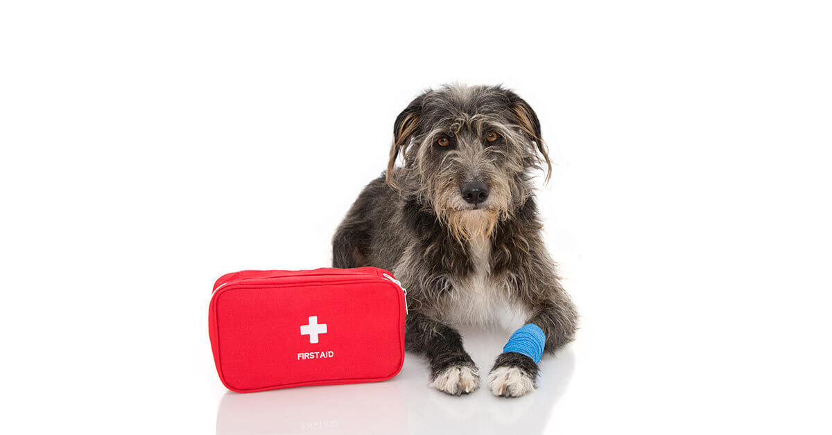pet-firstaid