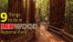 9-redwoods