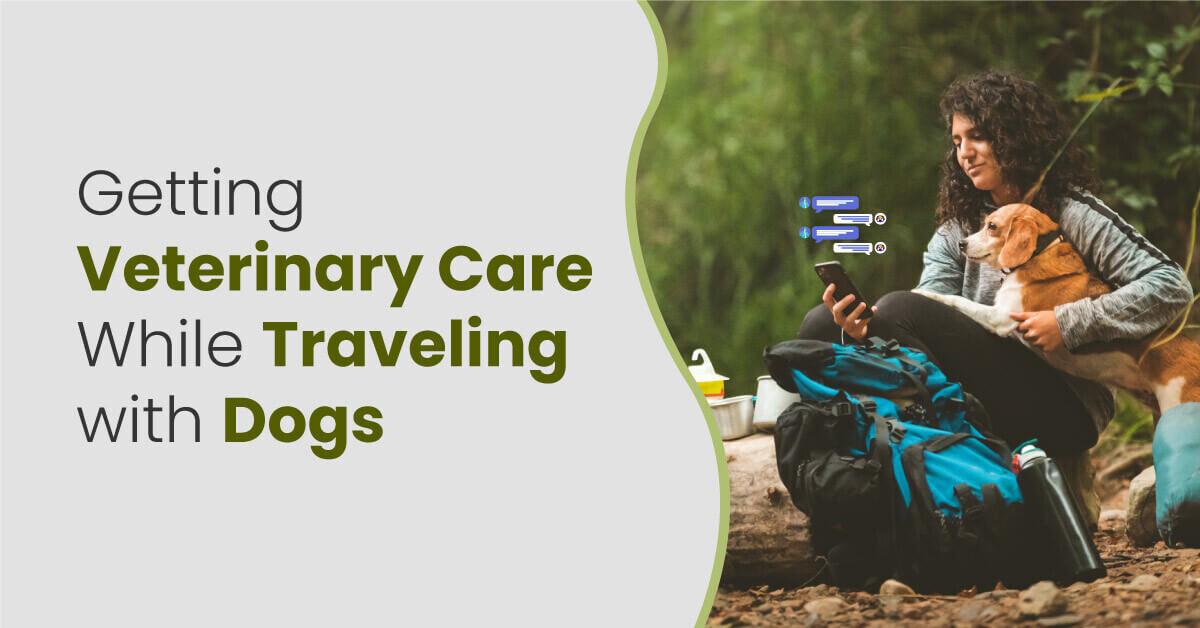 Getting-Veterinary-Care-While-Traveling-with-Dogs
