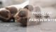 Protecting-Your-Dog-blog