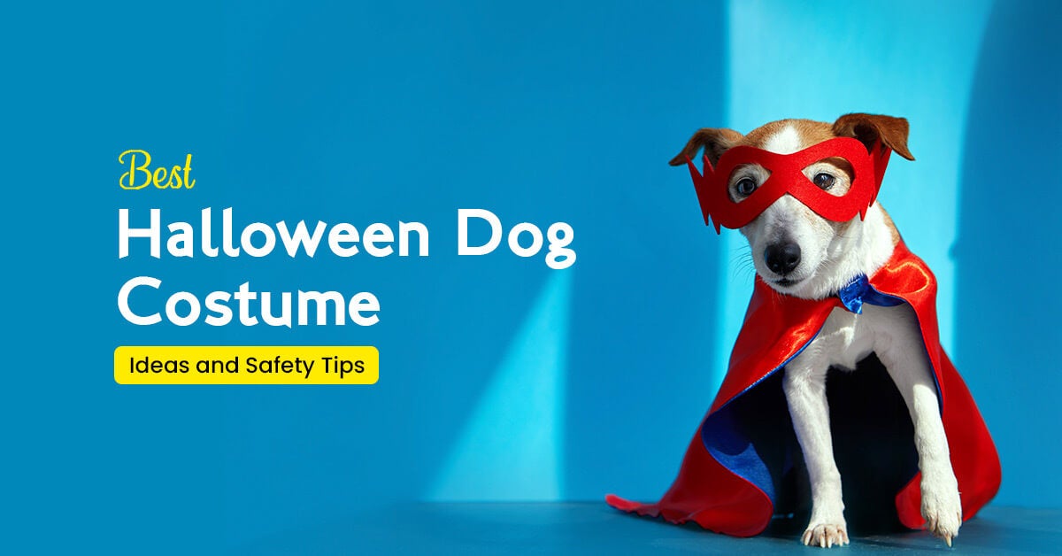 Best-Halloween-Dog-Costume-Ideas-and-Safety-Tips