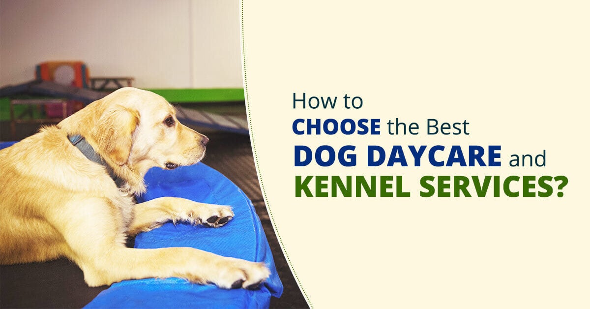 Dog_day_care_and_Kennel_services