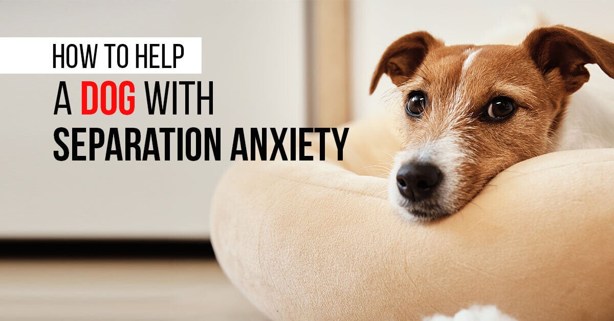 How-To-Help-A-Dog-With-Separation-Anxiety