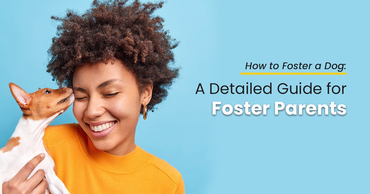 How-to-Foster-a-Dog
