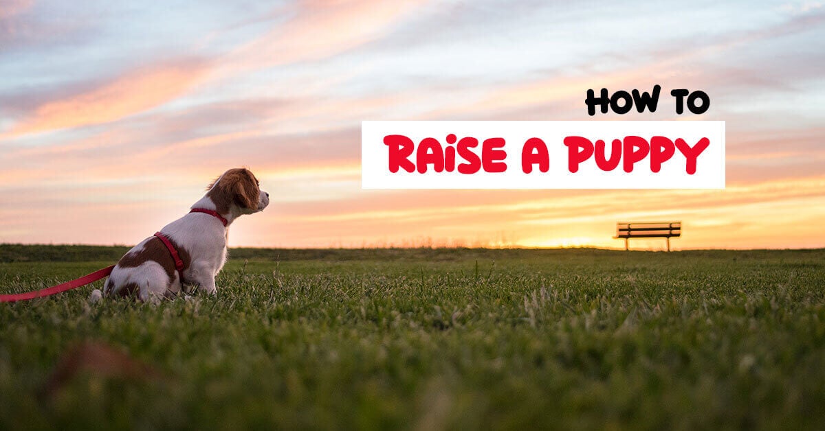 Raise-a-Puppy