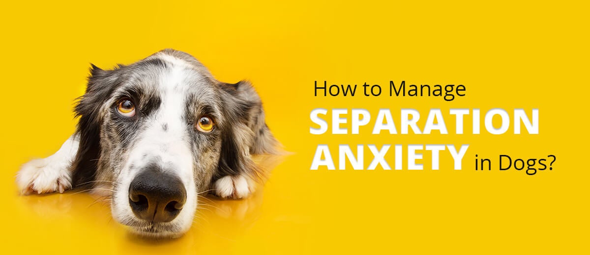 Separation_anxiety_in_dogs