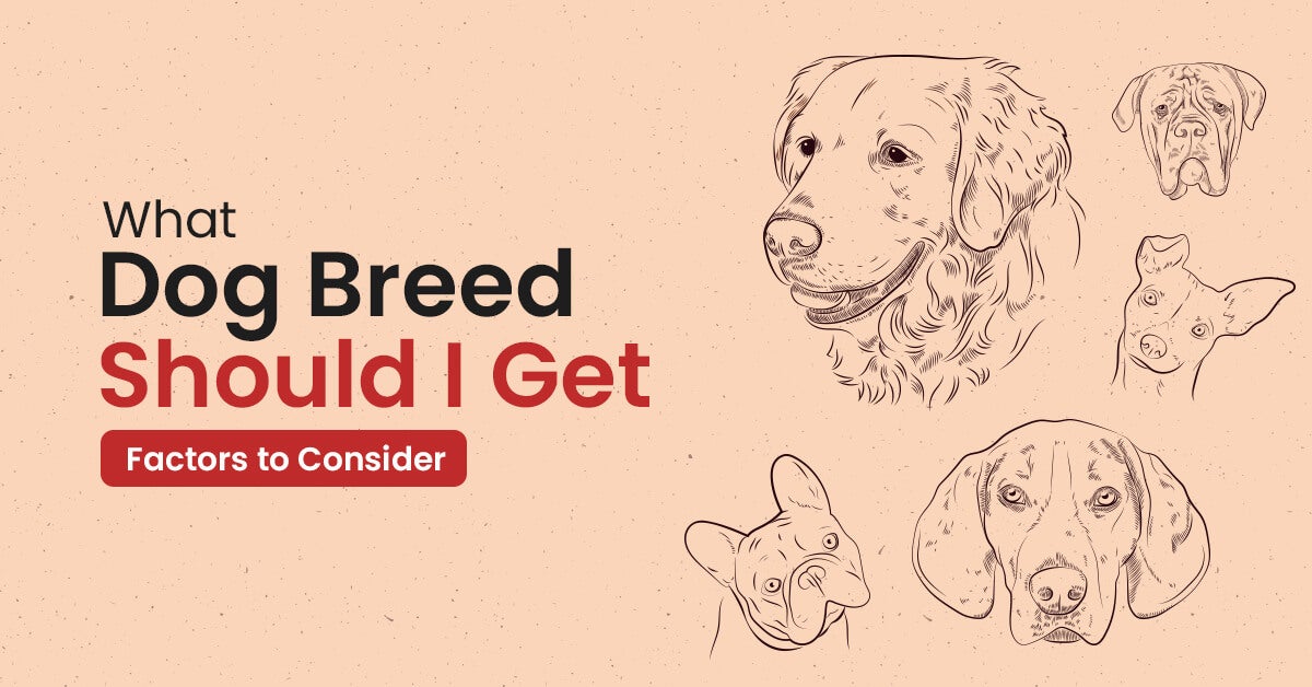 What-Dog-Breed-Should-I-Get---Factors-to-Consider