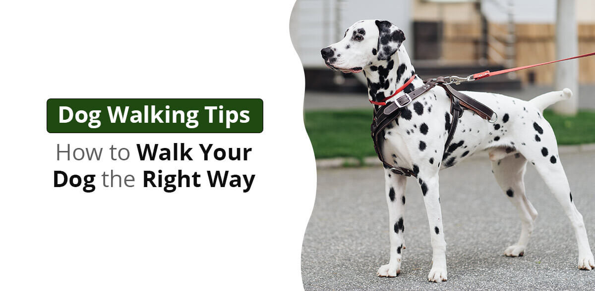 Dog-Walking-Tips